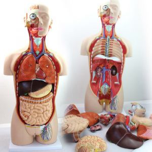 Anatomisches Modell Torso, 85 cm, 13 Teile ST-ATM 047