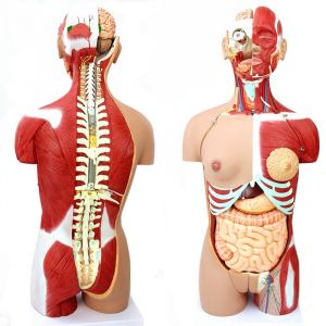 Anatomisches Modell Torso, 85 cm ST-ATM 049