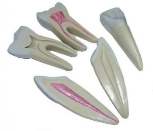Anatomisch model tanden, 3 stuks, ST-ATM 11
