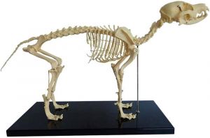 Skelettmodell Hund ST-ATM 116
