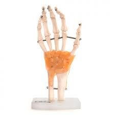 Hand-Skelett mit Bändern ST-ATM 18