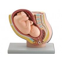 Anatomisches Modell der Gebärmutter mit Fötus ST-ATM 102