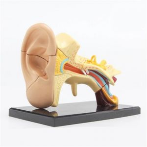 Anatomisches Modell Ohr Mini ST-ATM 68