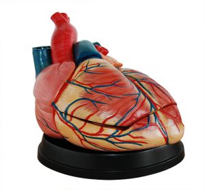 Anatomisches Modell Herz, vierfache Lebensgröße ST-ATM 75