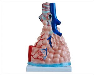Anatomisches Modell Lungen mit Alveolen ST-ATM 83