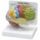 Anatomisches Modell Gehirn in Farbe ST-ATM 58