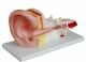 Anatomisches Modell Ohr ST-ATM 69