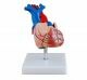 Anatomisches Modell Herz, lebensgroß ST-ATM 72