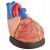 Anatomisches Modell Herz, dreifache lebensgröße ST-ATM 73
